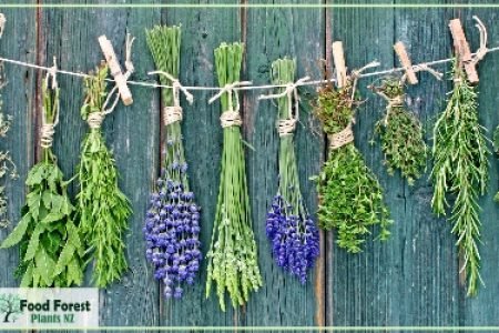 Maori Massage Traditional Healing (New Zealand)