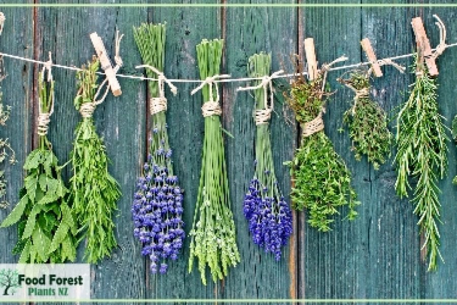 Maori Massage Traditional Healing (New Zealand)